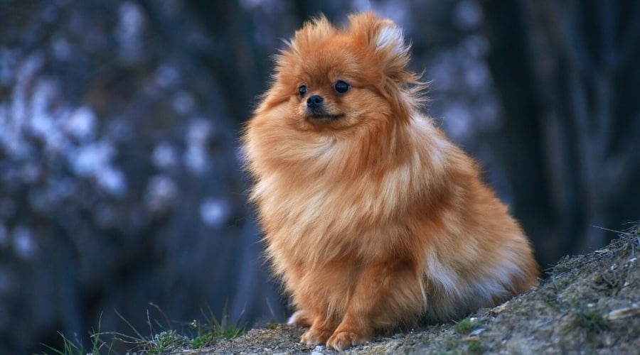 Small Fluffy Pomeranian on a Rock