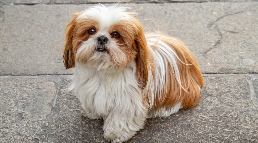 Small Red and White Dog Sitting