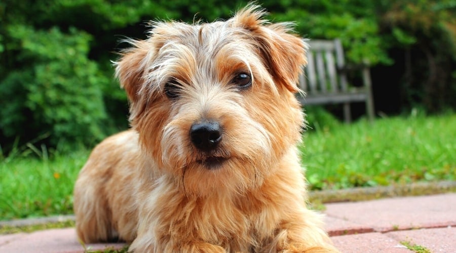 Norfolk Terrier Looking at Camera