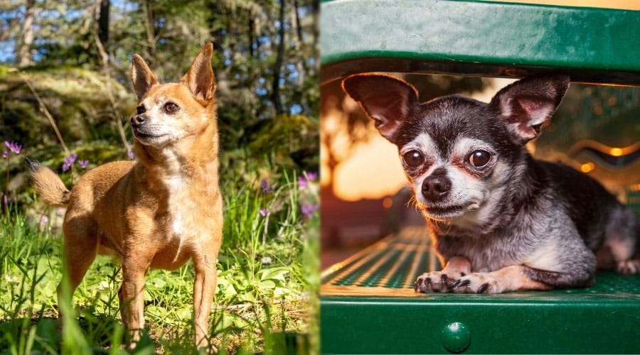 Small Senior Dogs With Gray Faces