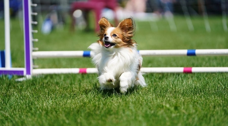 Small Show Dog Showing off His Smart Tricks