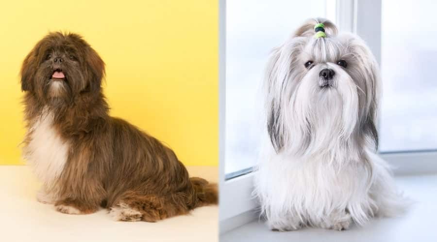 Small Sitting Dogs Looking Dapper