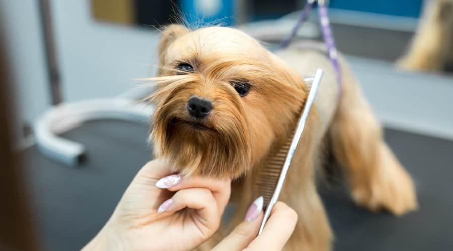 Small Tan Yorkie Being Groomed