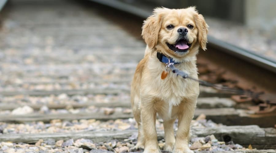 Small Tan Dog Standing on Railroad Tracks