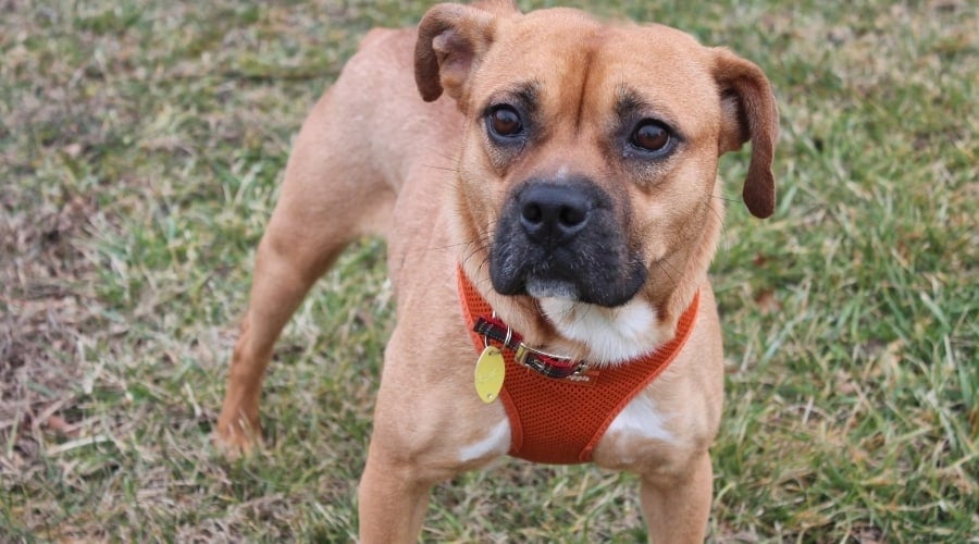 Small Tan Dog With Stalky Build in Grass