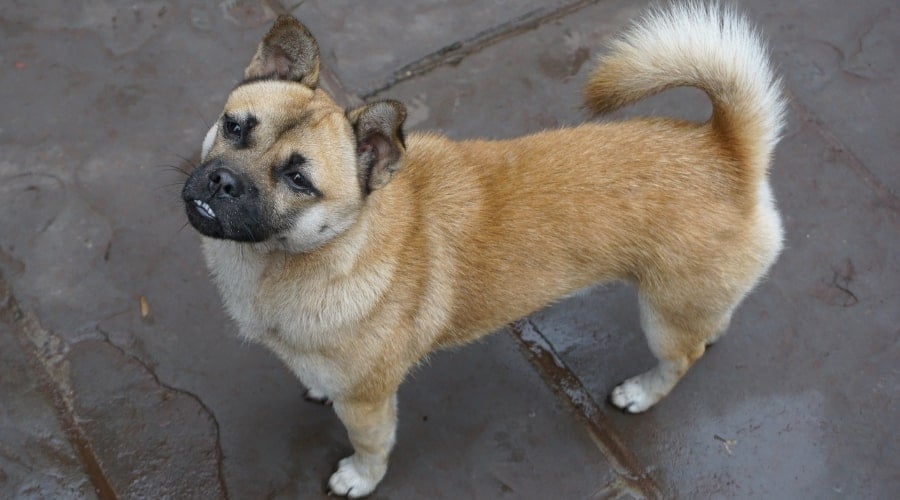 Small Tan Dog with Curled Fluffy Tail