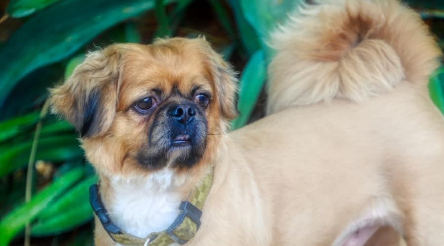 Small Tan Mixed Dog With Fluffy Curled Tail