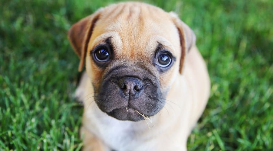 Small Tan Wrinkle Dog on Grass