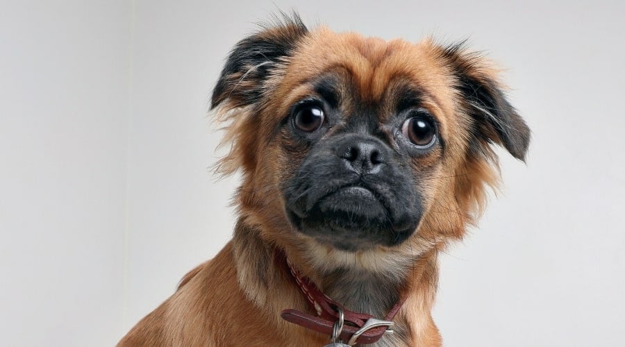 Small Tan and Black Dog with Fluffy Fur