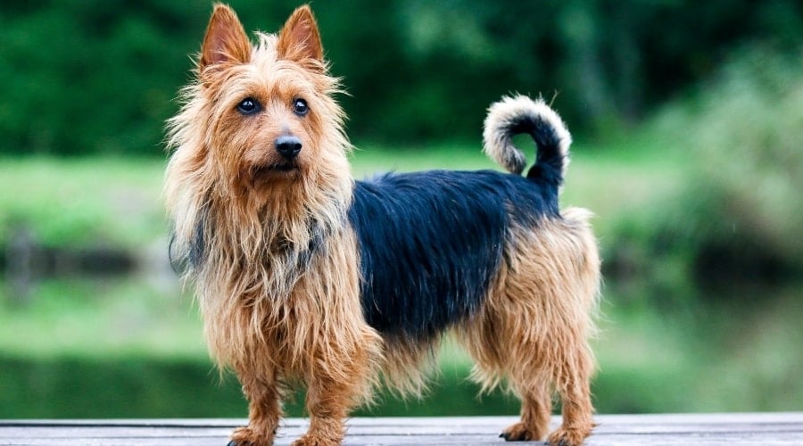 Small Tan and Black Dog with Pointy Ears