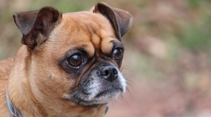 Small Tan mixed Dog With Big Round Eyes