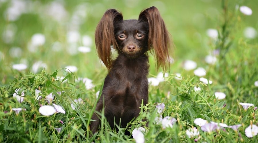 Small Toy Dog With Long Hair on Ears