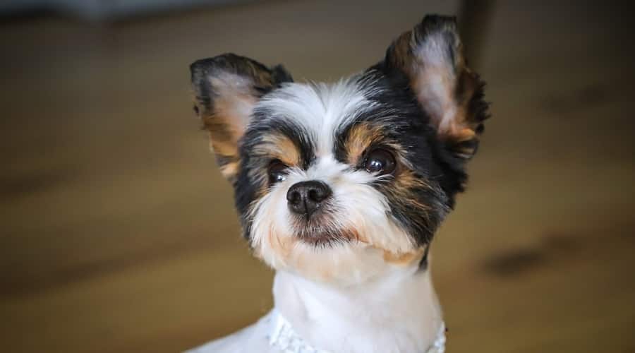 Small White Black and Tan Dog With a Fresh Haircut