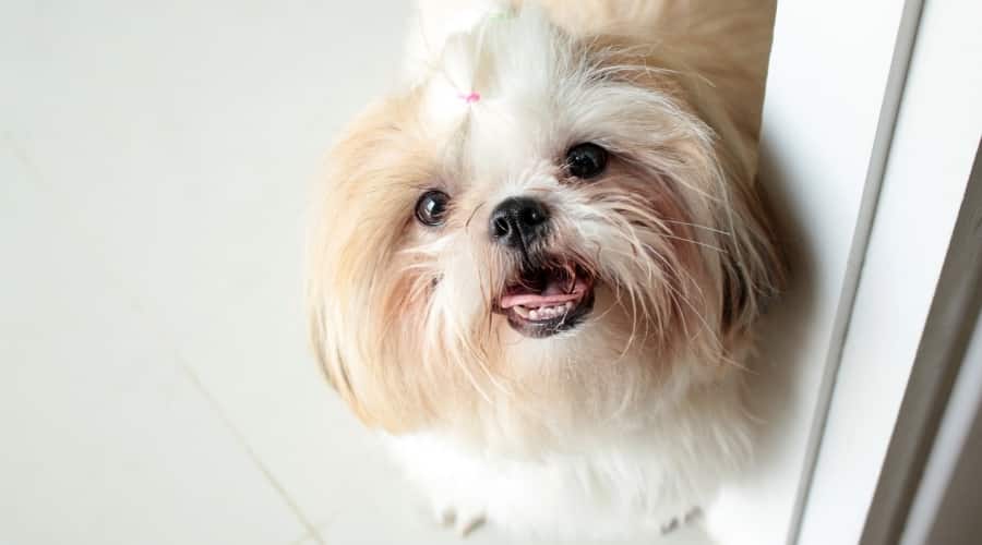 Small White Dog Begging for Food