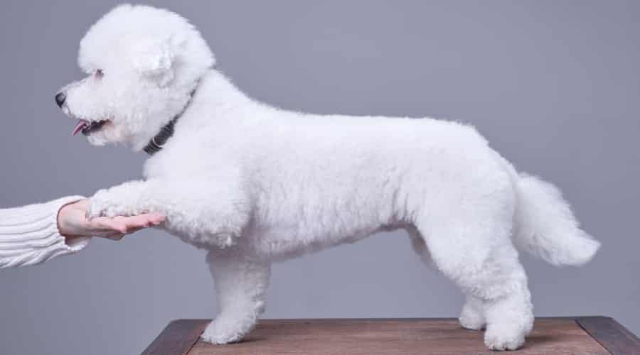 Small White Dog Body Profile