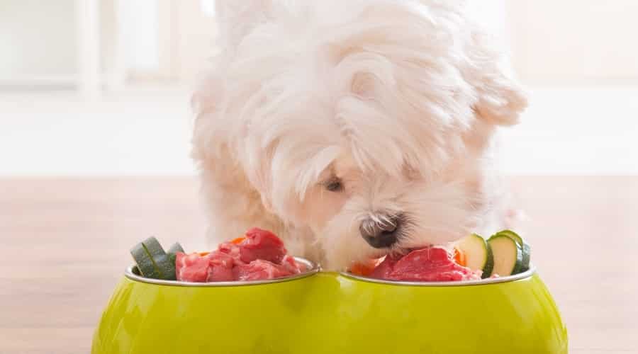 Small White Dog Eating Meat and Vegetables From Dog Bowl