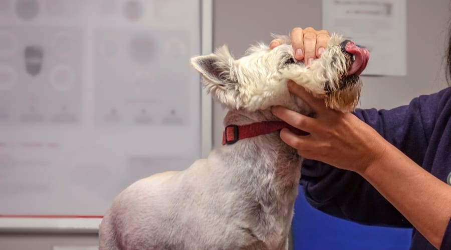 Small White Dog Getting Its Mouth Looked At