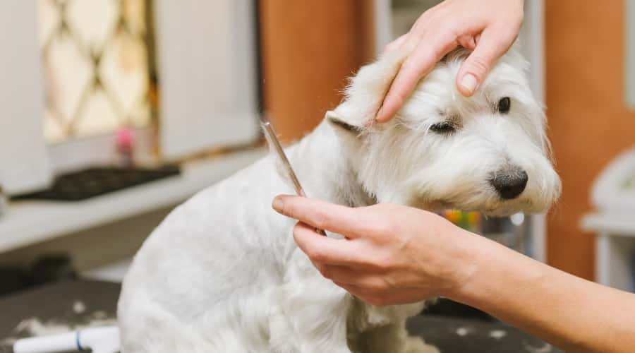 Small White Dog Getting a Haircut