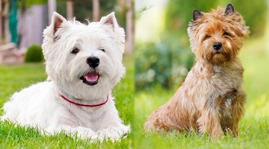 Small White Dog Laying Down and Small Tan Dog Sitting in Grass