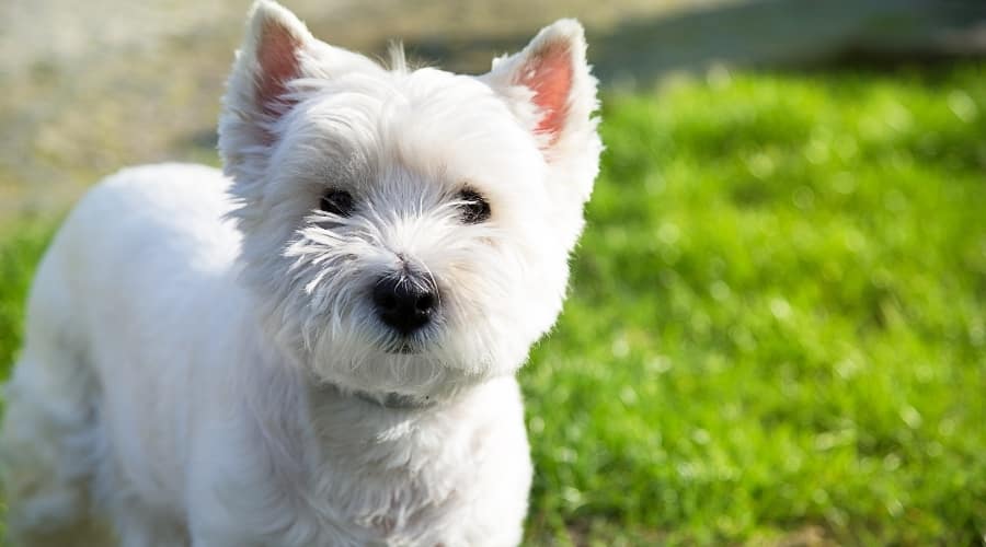 Small White Dog Looking Up at the Camera