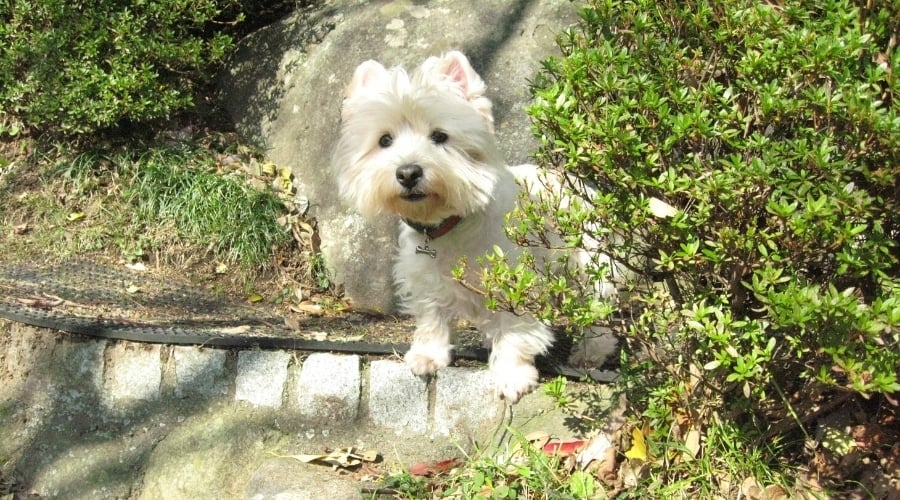Small White Dog Playing Outdoors