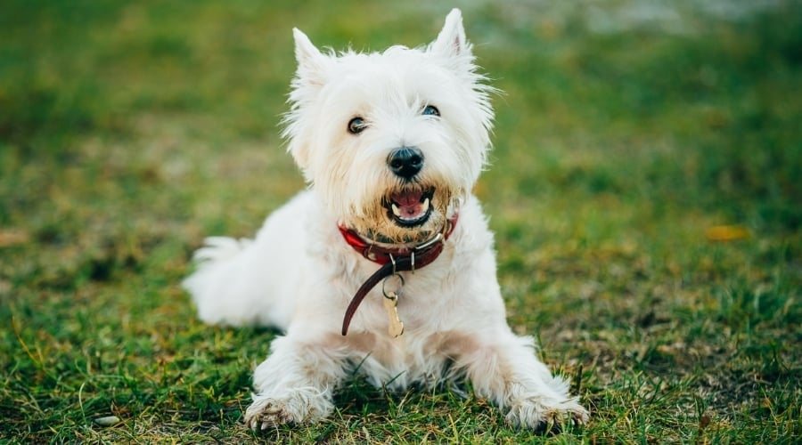 Small White Dog Playing in Grass