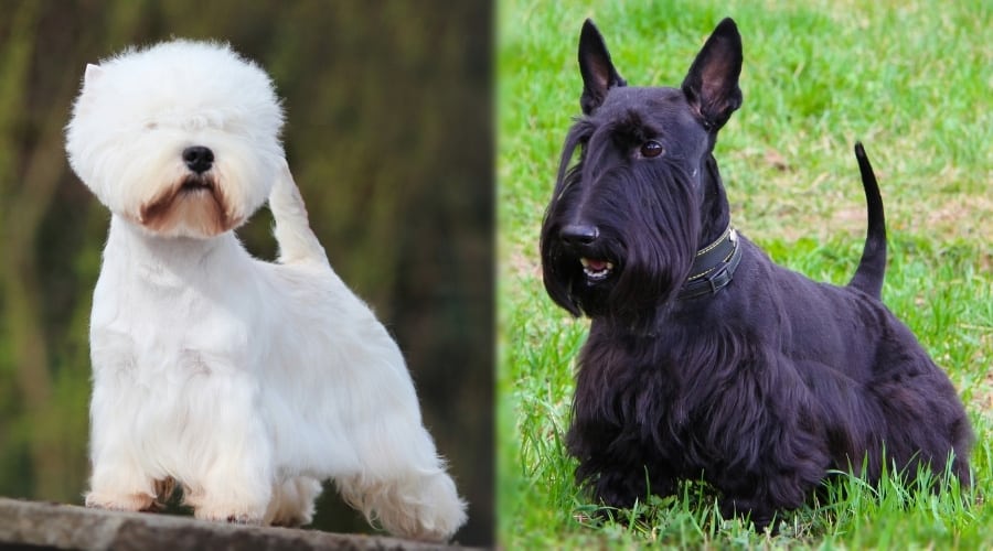 Small White Dog Posing and Small Black Dog Posing