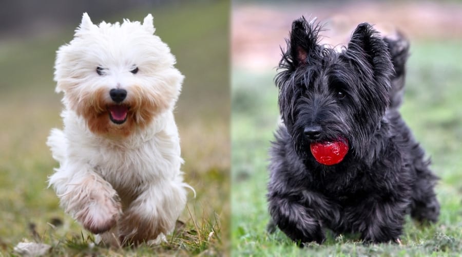 Small White Dog Running and Small Black Dog Playing with Ball