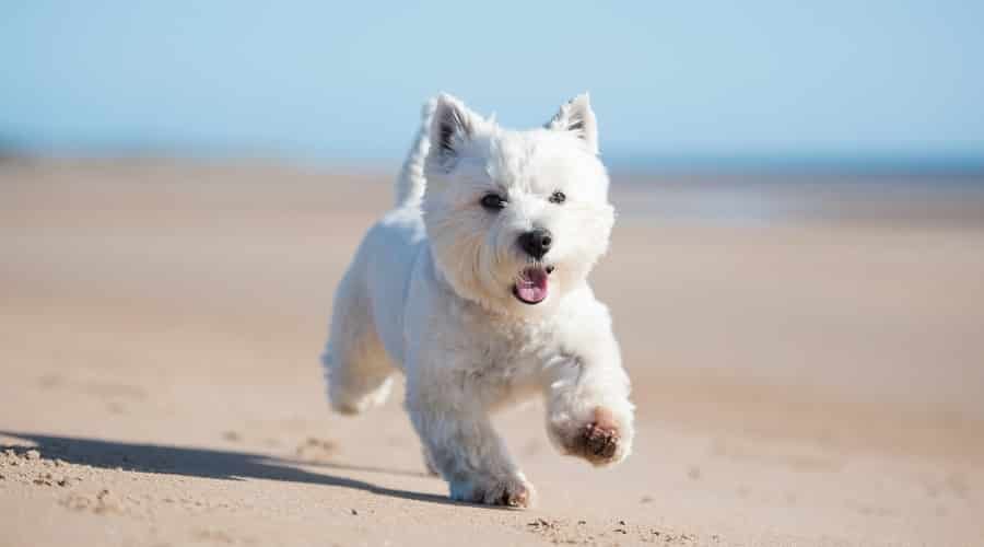 Small White Dog Running on the Beach