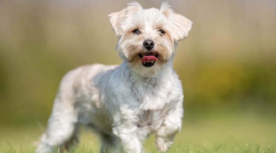 Small White Dog Standing Outdoors