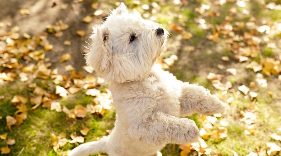 Small White Dog Standing on Its Hind Legs