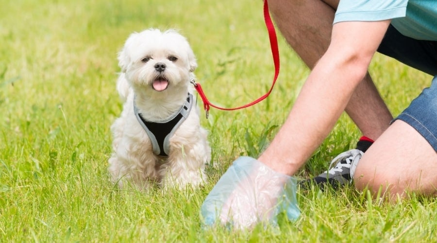 Person picking up dog poop.