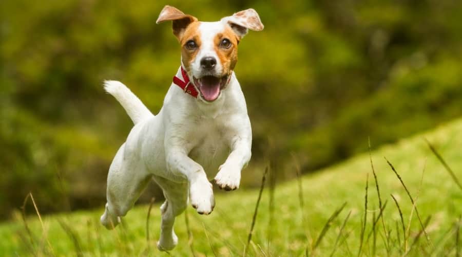 Small White Dog With Brown Spots Jumping in Air