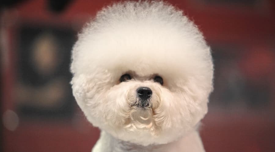 Small White Dog With Stylish Round Haircut