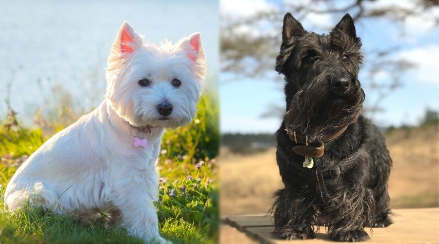 Smaller White Dog and Smaller Black Dog