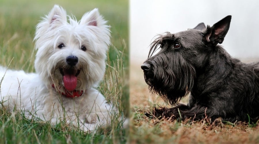 Two Smaller Dogs Laying in Grass