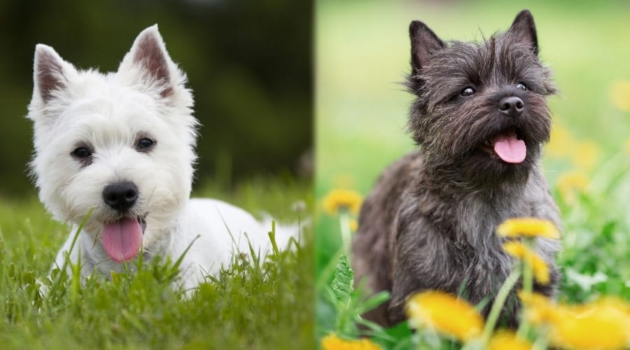 Two Small Dogs Laying in Grass