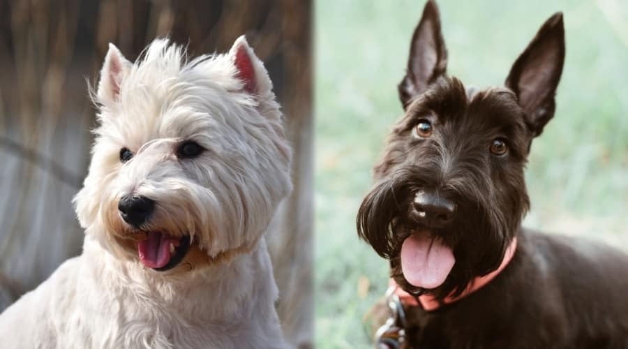 Small White Dog and Small Black Dog Up Close