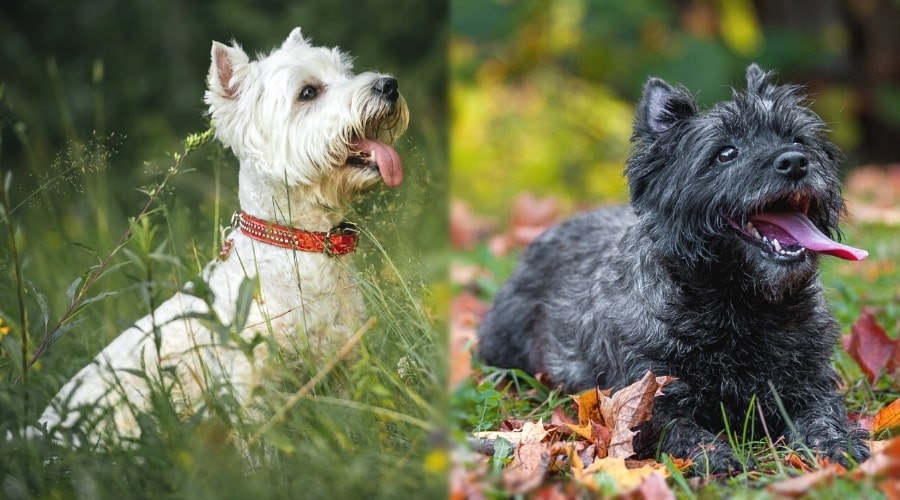 Small White Dog and Small Black Dog With Tongues Out