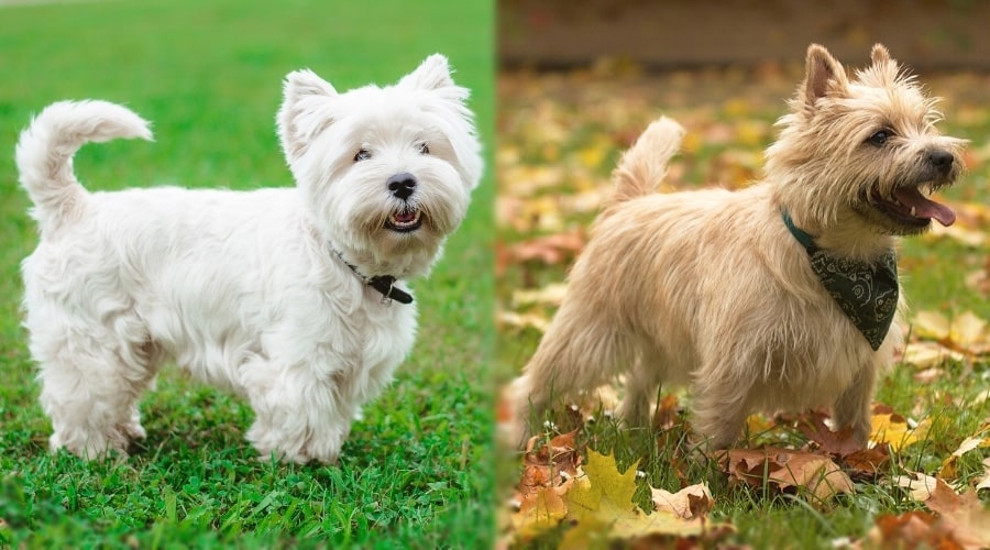 Small White Dog and Small Tan Dog Posing in Grass