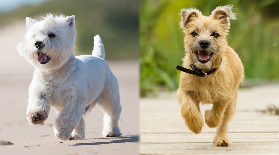 Two Small Dogs Running Outdoors