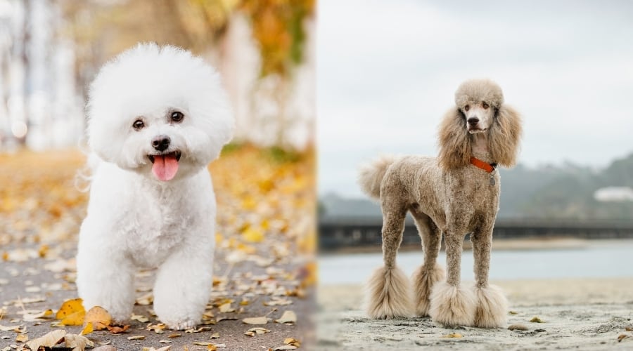 Small White Dog and Tan Dog Outdoors