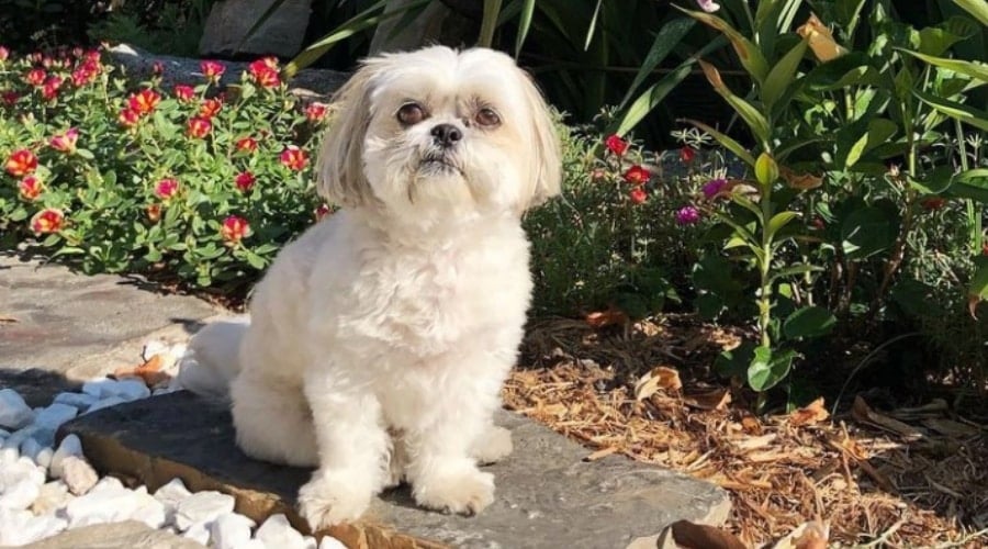Small White Dog in a Garden