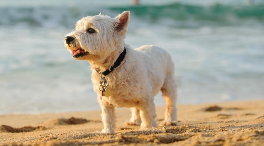 Small White Dog on Beach