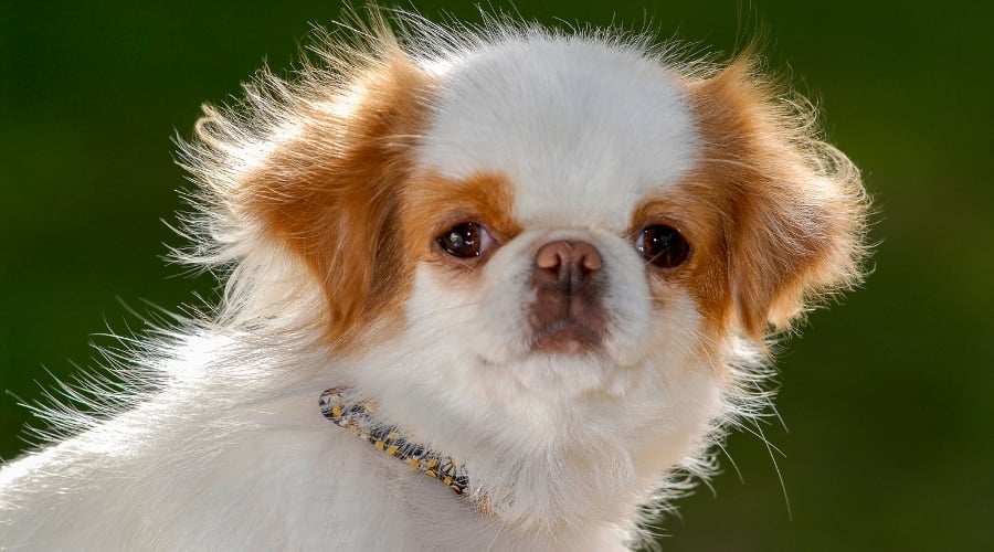 Small White Dog with Red Ears and a Squished Face
