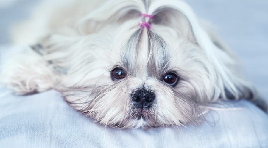 Small White Dog's Face