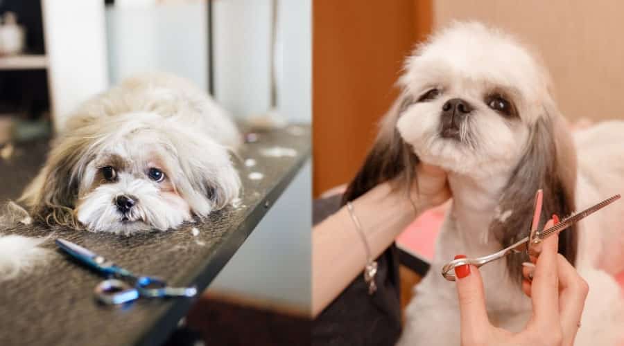 Small White Dogs Getting Haricuts