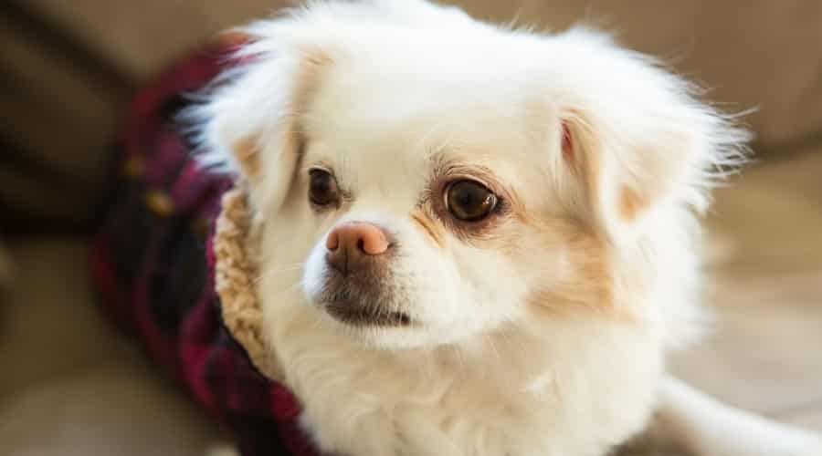 Small White Fluffy Dog