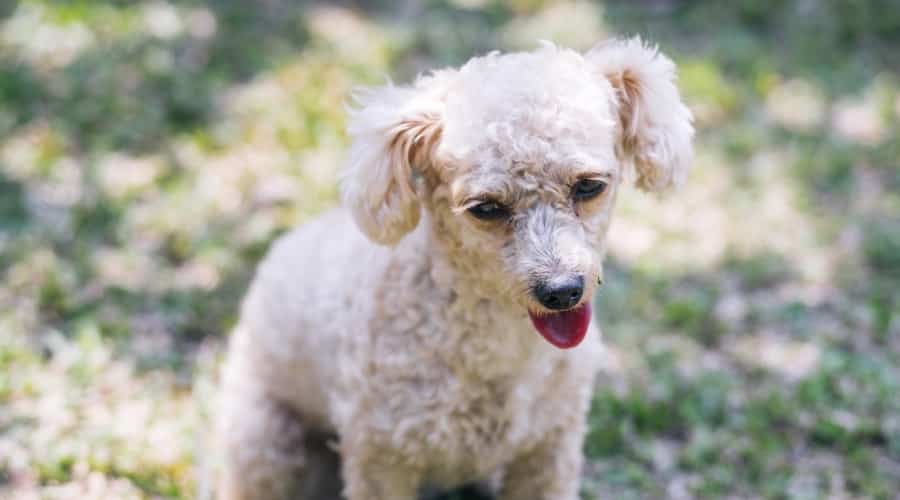 Small White Fluffy Dog