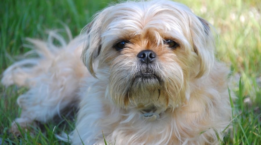 Small White Long Hair Dog